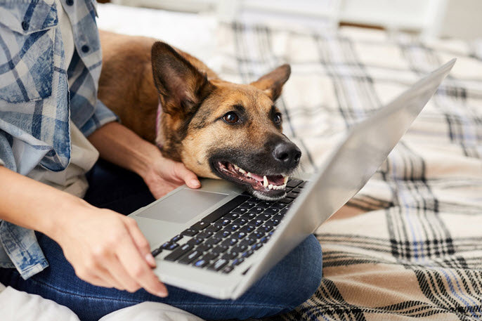 virtual dog training can help stop behavioral problems in dogs