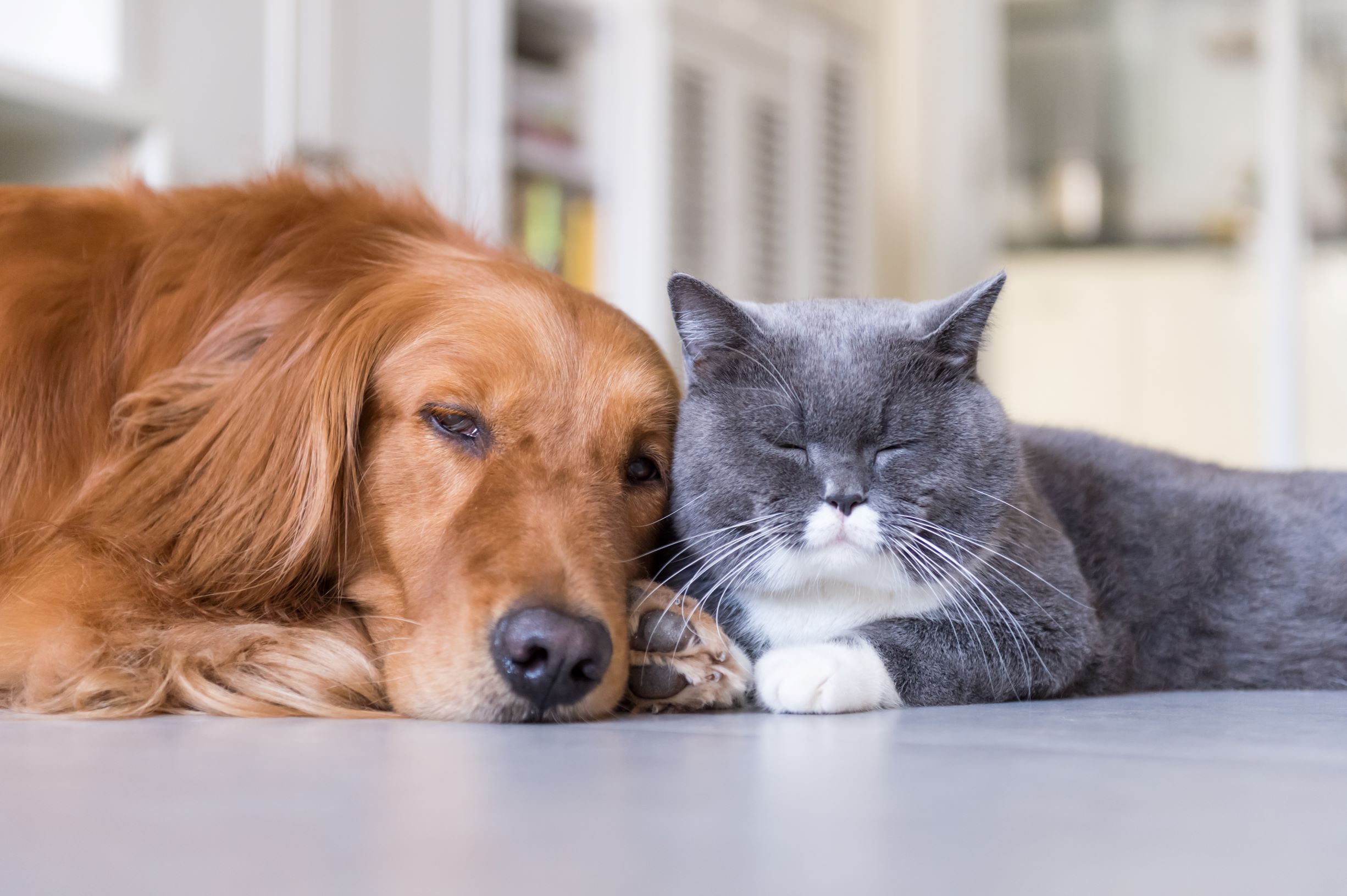 are british shorthair cats good with dogs